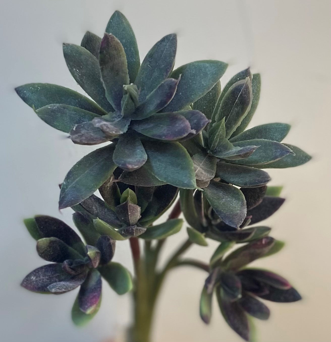 11" SEDUM STEM