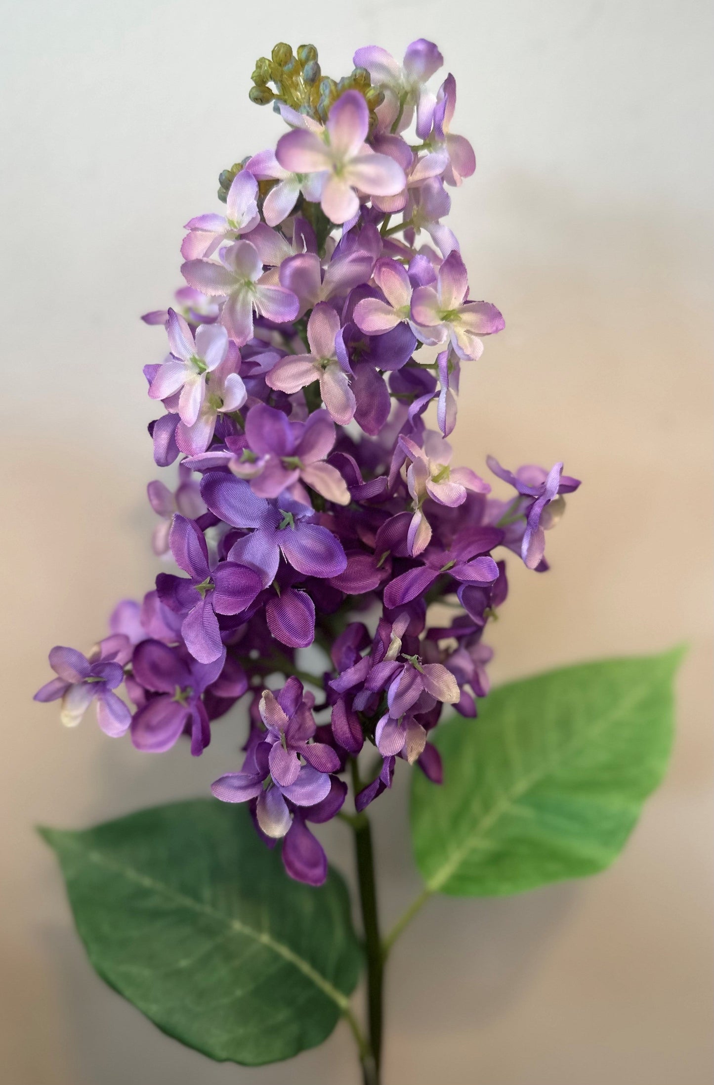 19" LILAC STEM