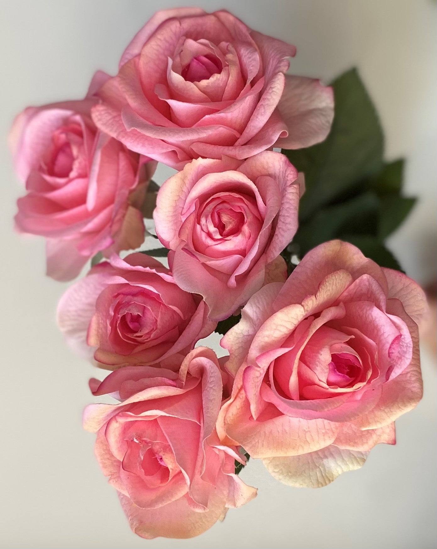 17" PINK REAL TOUCH ROSE BUNDLE
