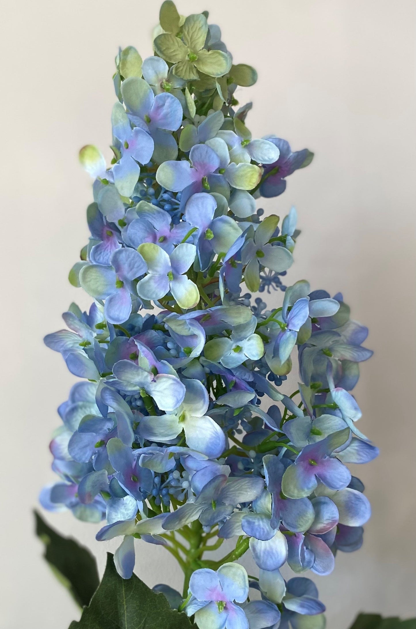38.5" BLUE CONE HYDRANGEA