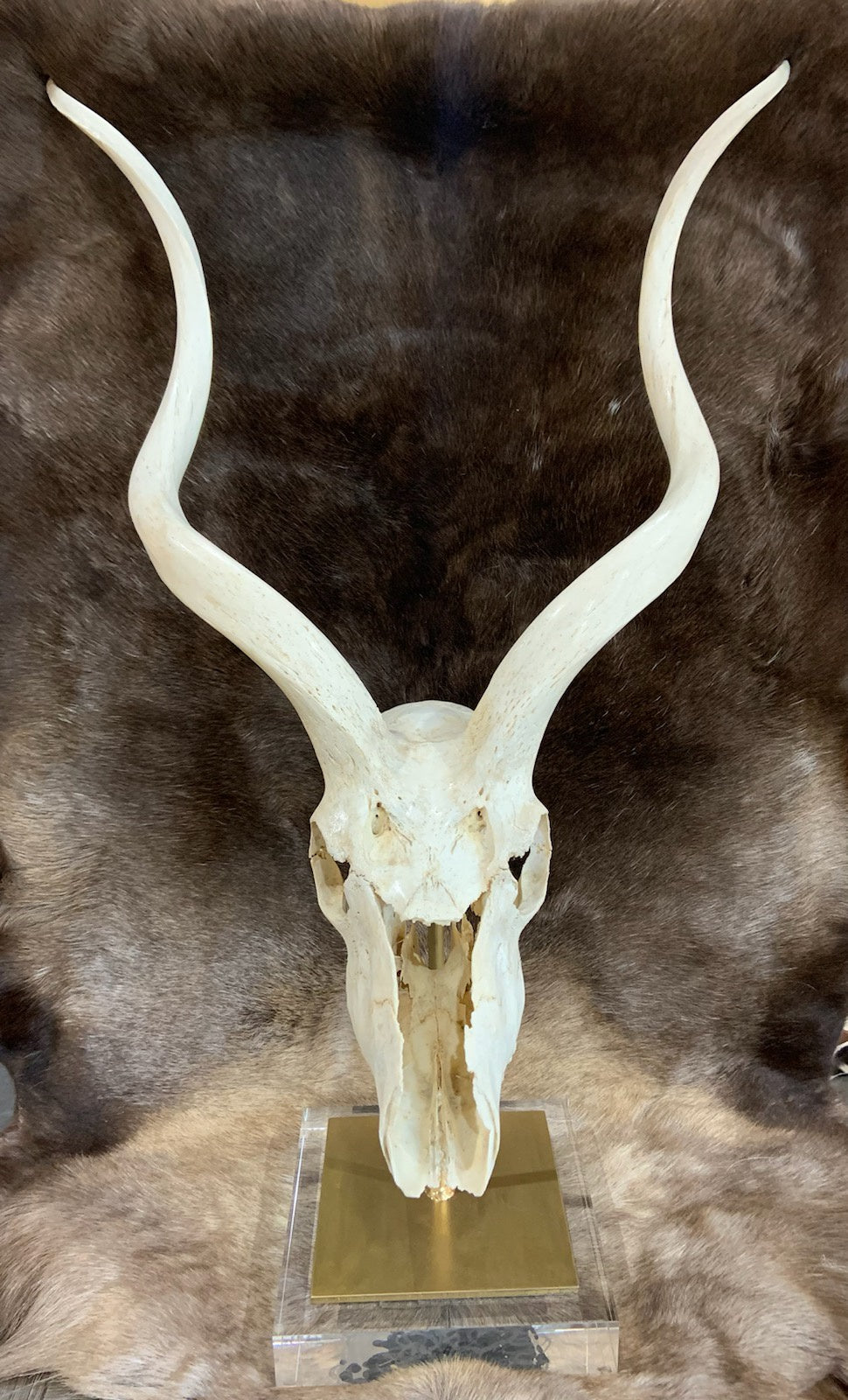 KUDU INNER SKULL ON LUCITE