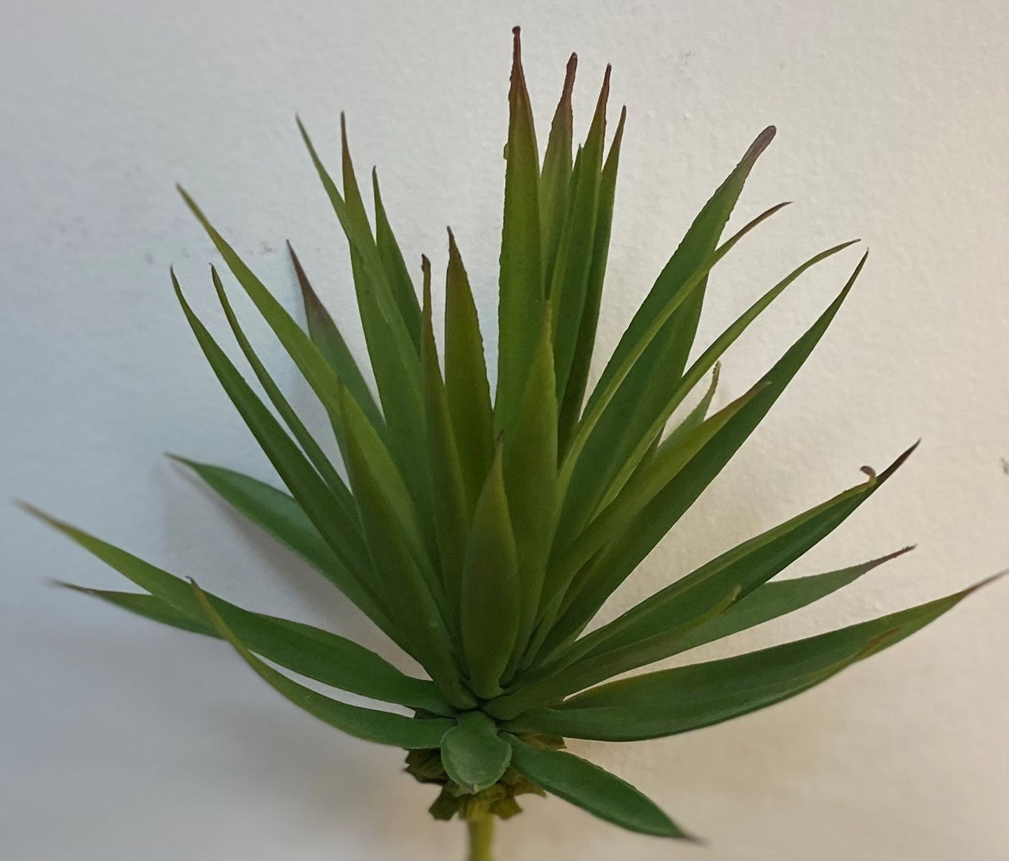 8" YUCCA PICK