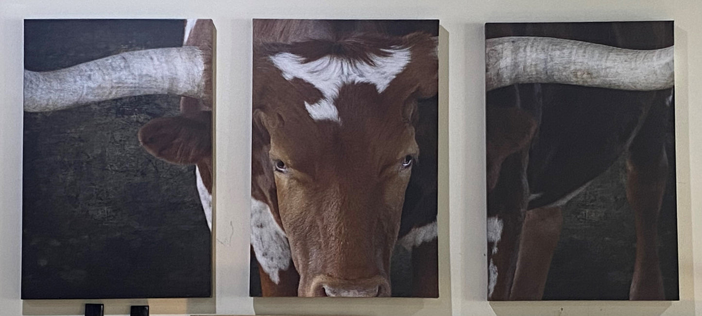 STEER CANVAS TRIPTYCH 36X72