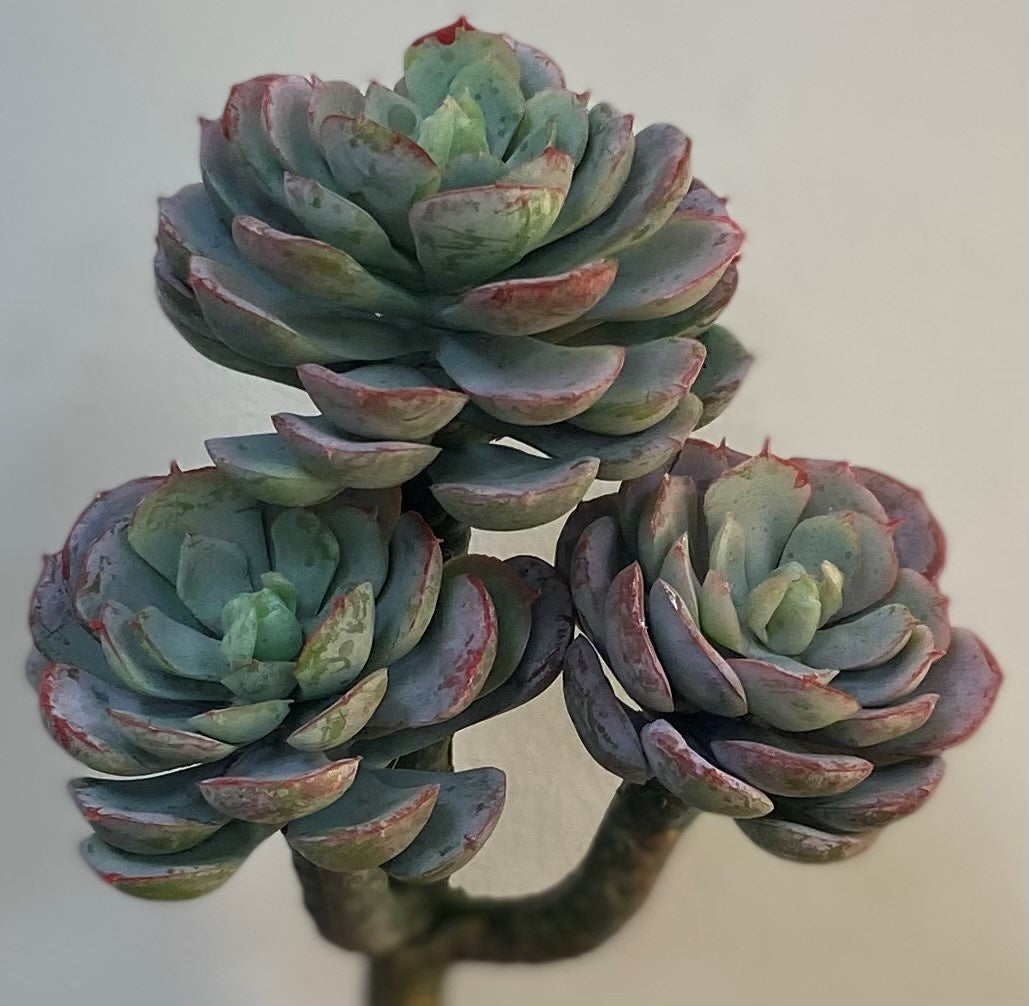 8" HEN AND CHICK PICK