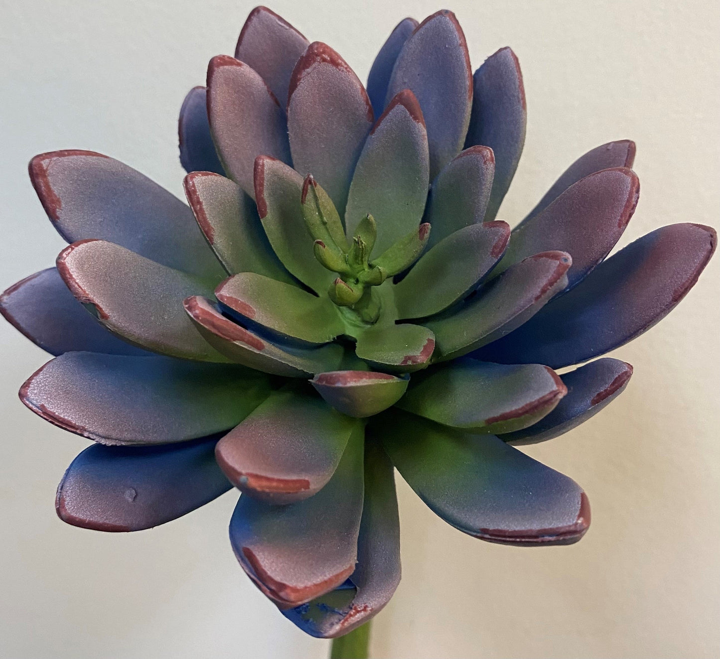 8" ECHEVERIA PICK LAVENDER