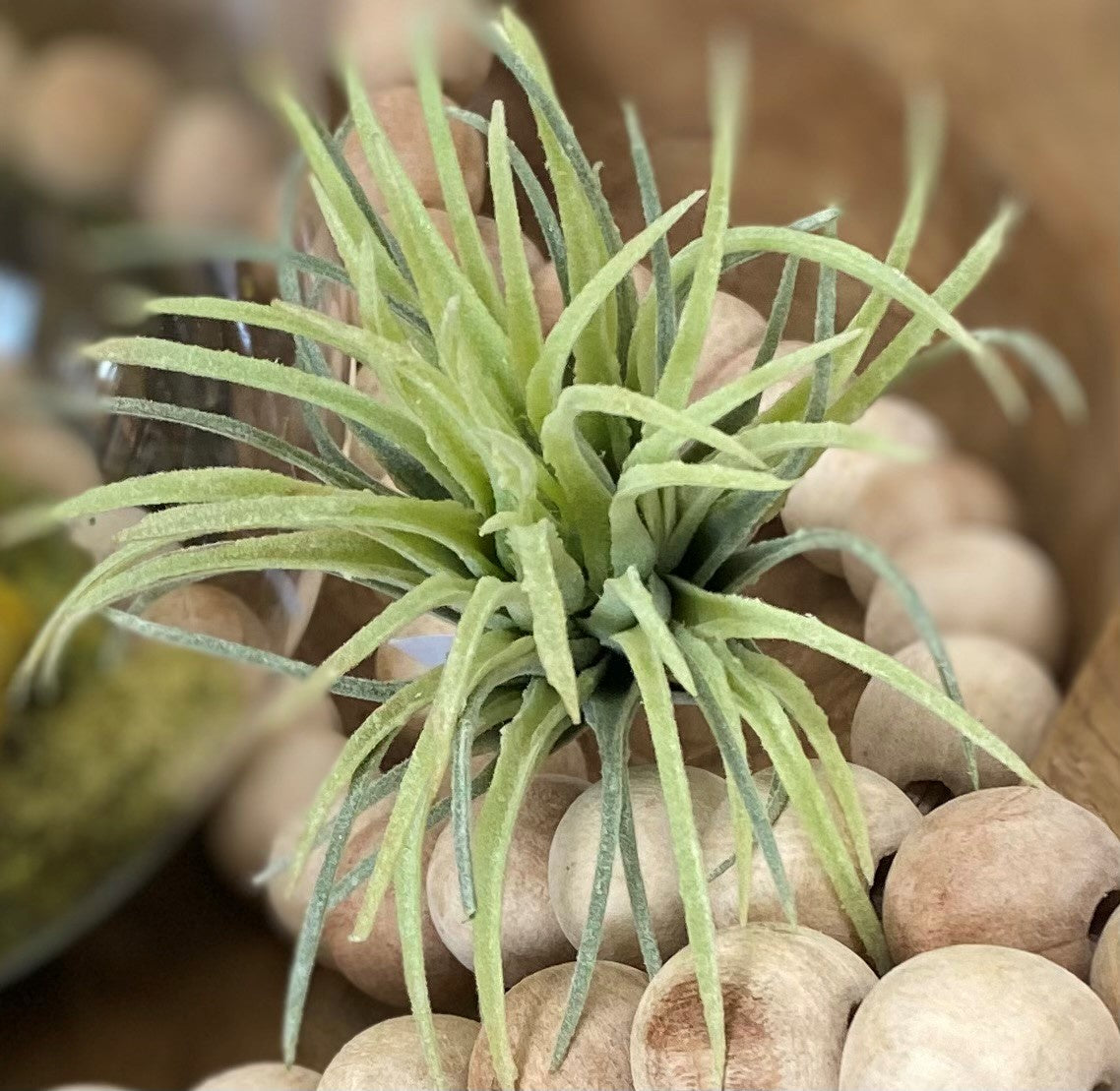 8" AIR PLANT