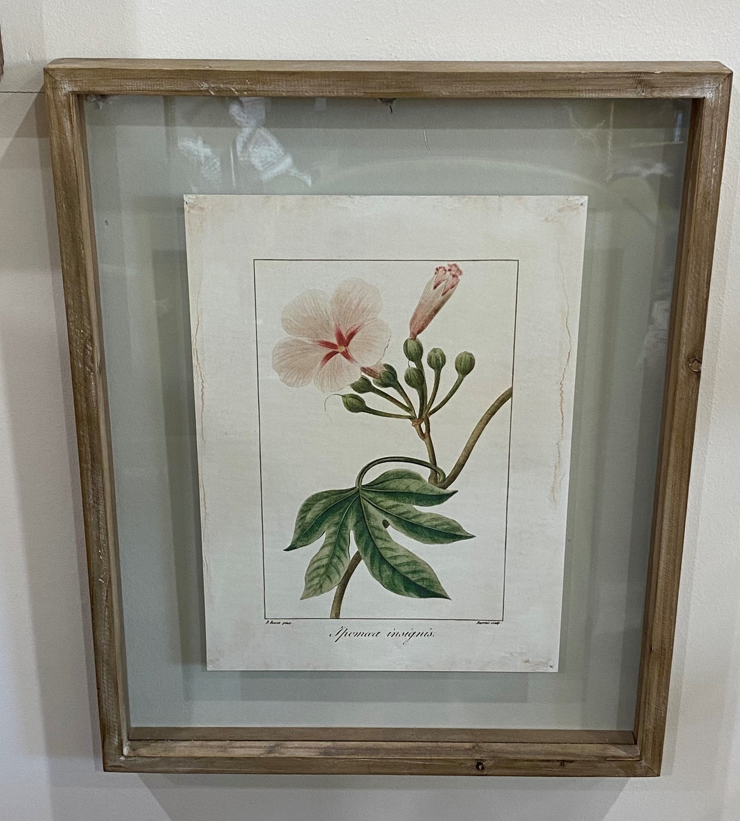 21.5" BOTANICAL PRINT IN SHADOWBOX