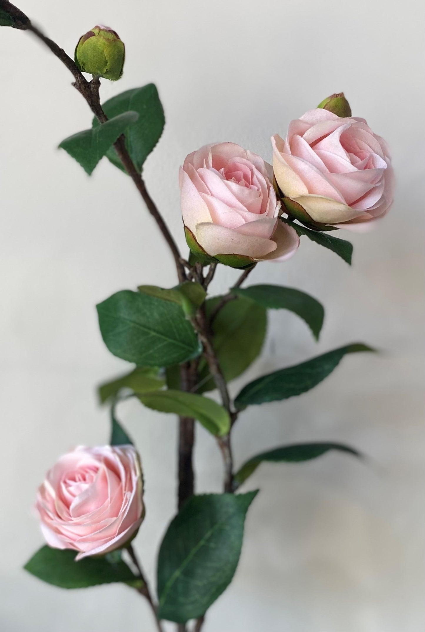 30" PINK CAMELLIA STEM