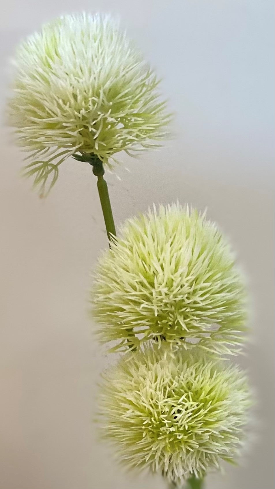 26" CREAM BALL FLOWER