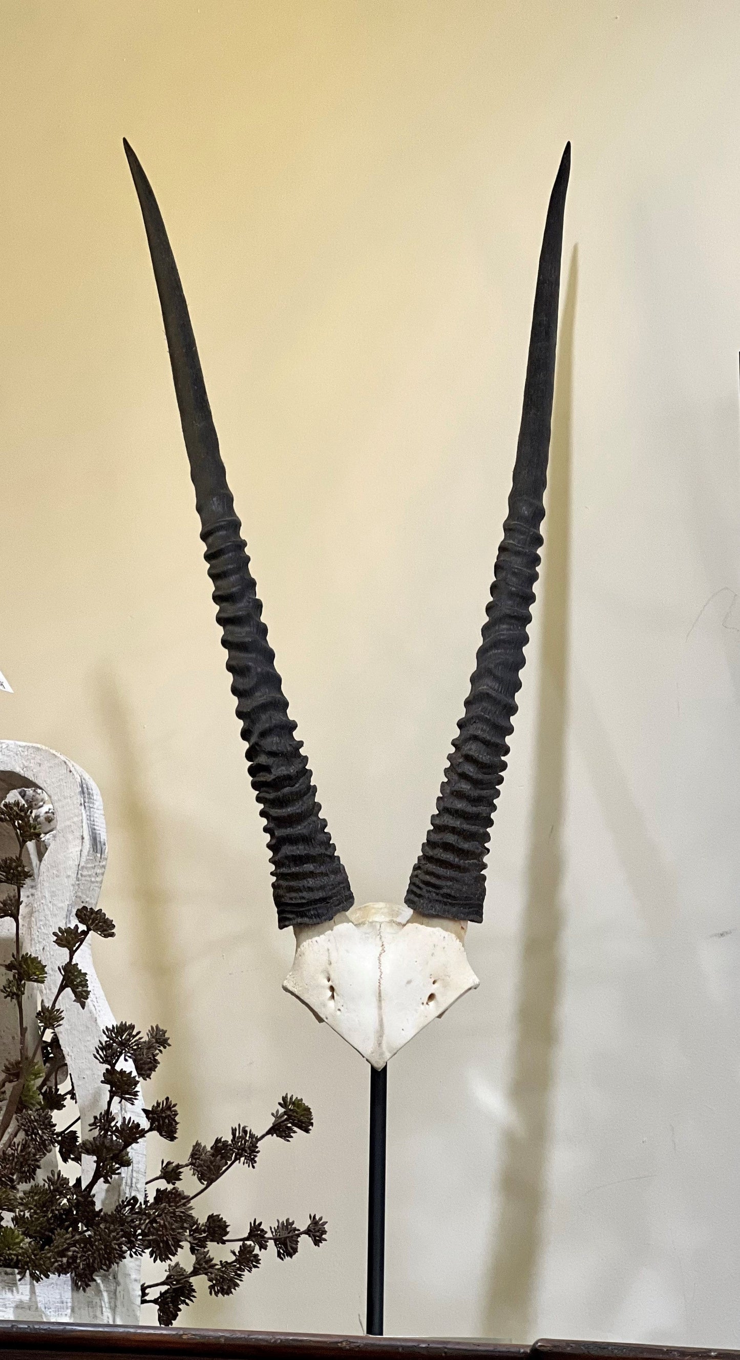 MOUNTED ORYX SKULL ON LUCITE BASE